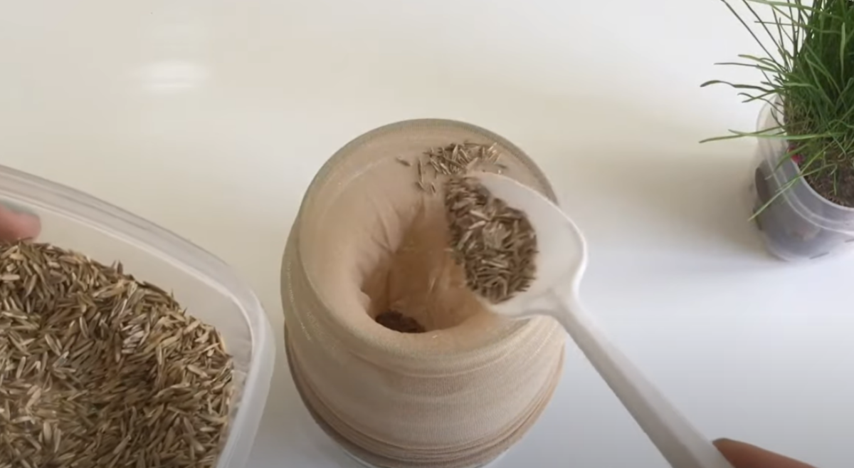 A glass jar with tights inside filling it with seeds for a fun science project. 