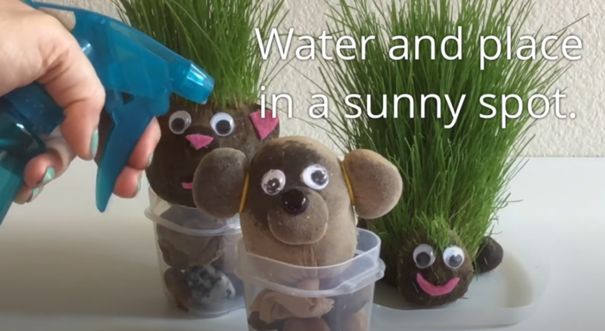 Spray bottle watering the silly seed animals for a fun Science Project. 