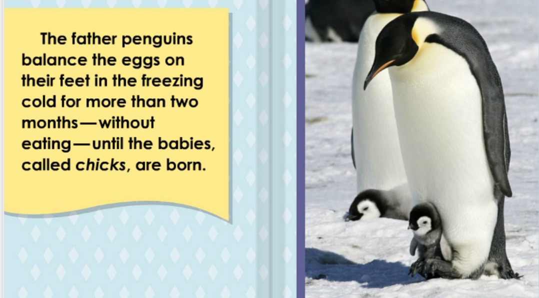 A page from the book 'All About Penguins' from the ABCmouse reading library. 