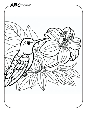 Free printable hummingbird coloring page from ABCmouse.com. 