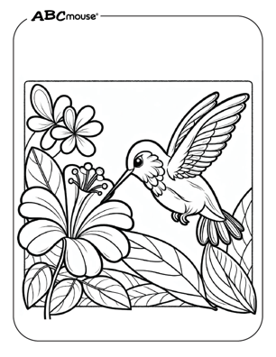 Free printable hummingbird coloring page from ABCmouse.com. 