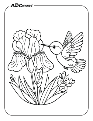 Free printable hummingbird coloring page from ABCmouse.com. 