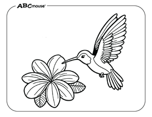 Free printable hummingbird coloring page from ABCmouse.com. 