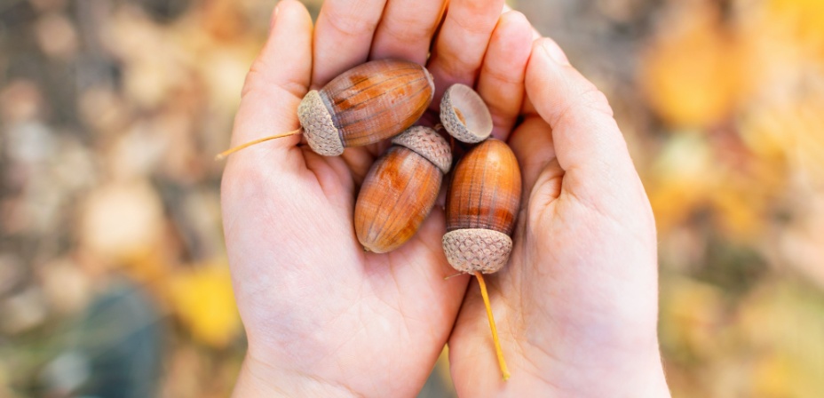 Small child hands holding 3 acorns. 