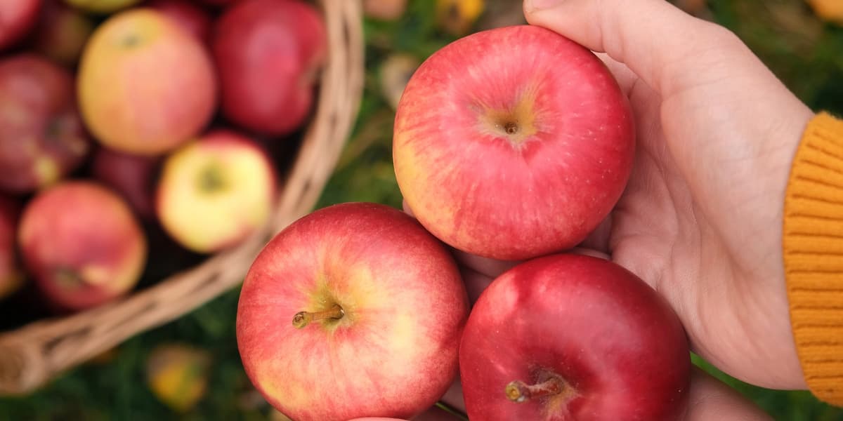 A basket of apples with a person holding 3 apples. 