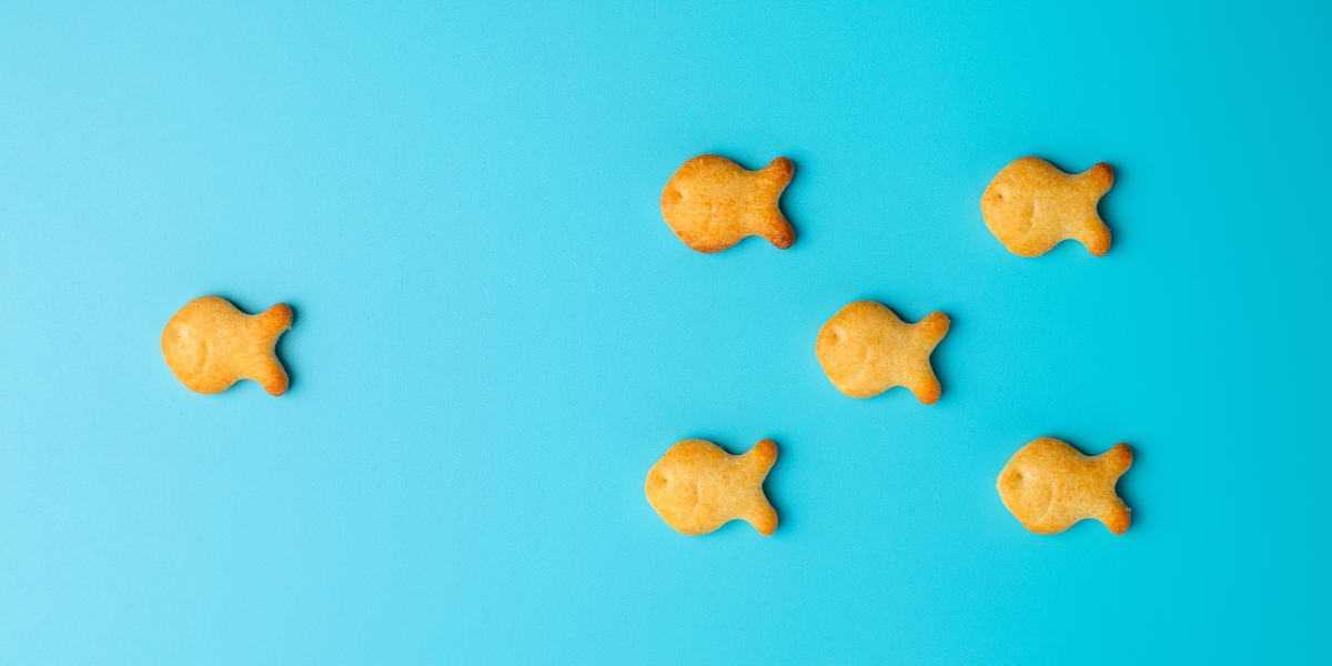 Gold fish crackers on a blue background. 