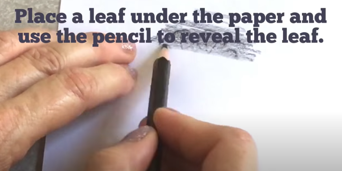 Hands using a pencil to lightly color over a leaf on the underside of a paper. 