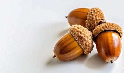 Three acorns on a white background. 