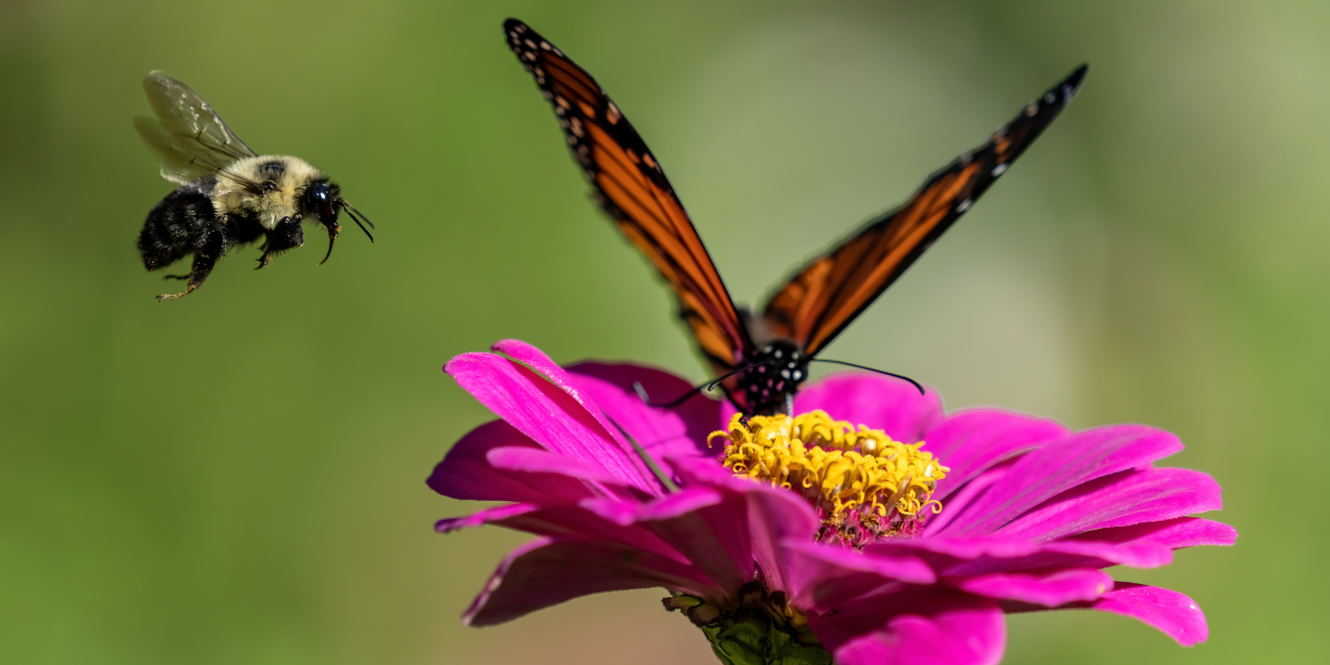 A bee and a butterfly hovering over a bright pink flower. 