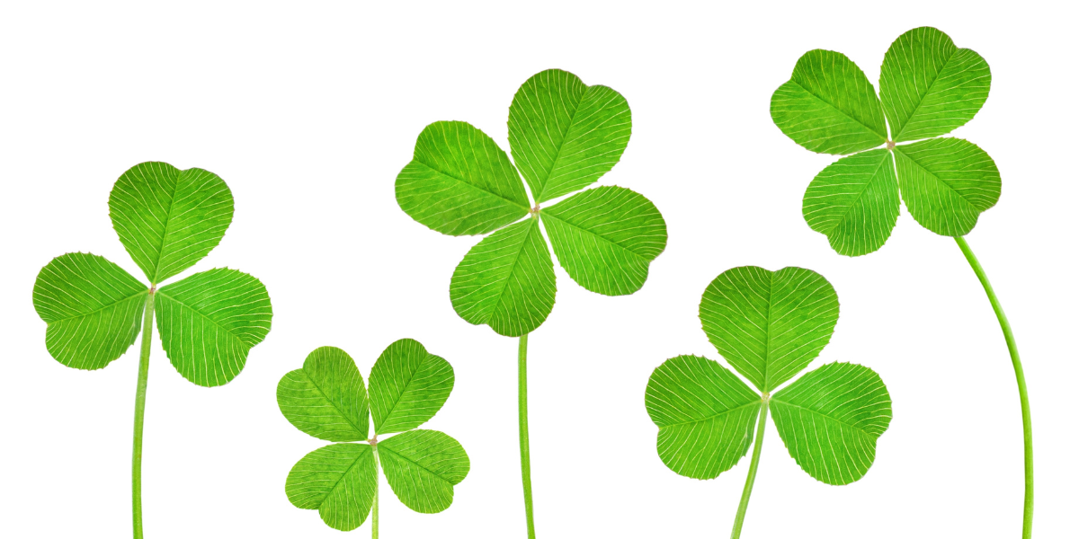 Three leaf and four leaf clovers on a white background. 