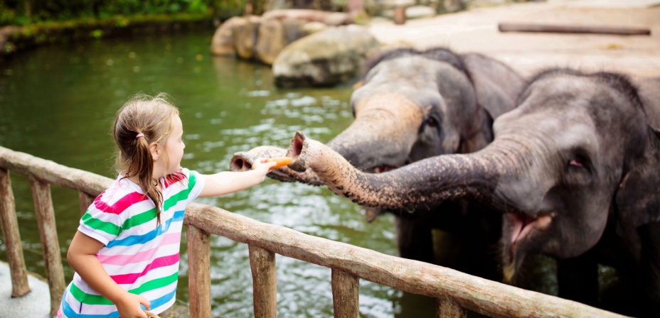 A young girl at the zoo feeding the elephants. 