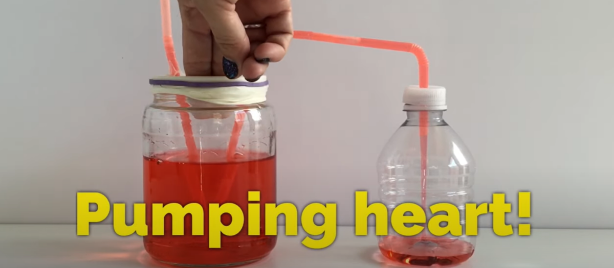 Demonstrating the pumping of a heart by pushing two fingers down on top of a sealed jar that has red water in it. The water is then transferred into another bottle through a straw. 