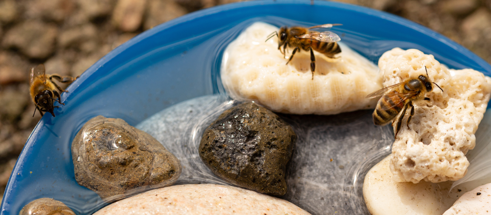 Three bees in a bee bath made from rocks and water. 