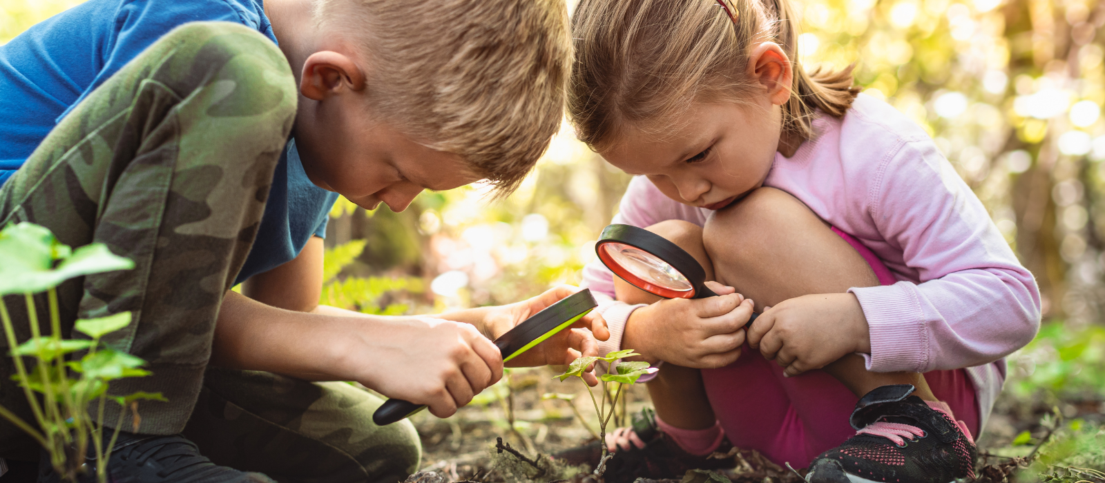 Two young children looking through magnifying glasses at a small plant. 