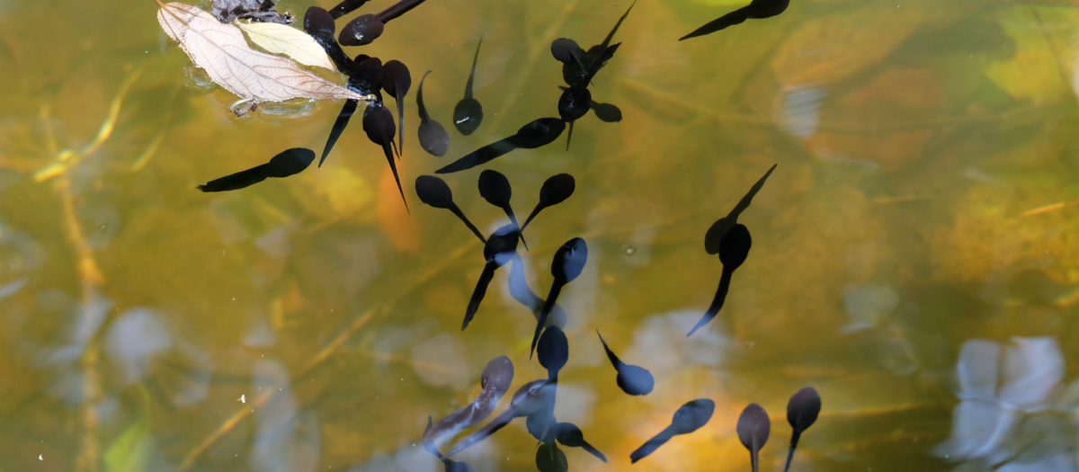 A group of tadpoles in a pond. 