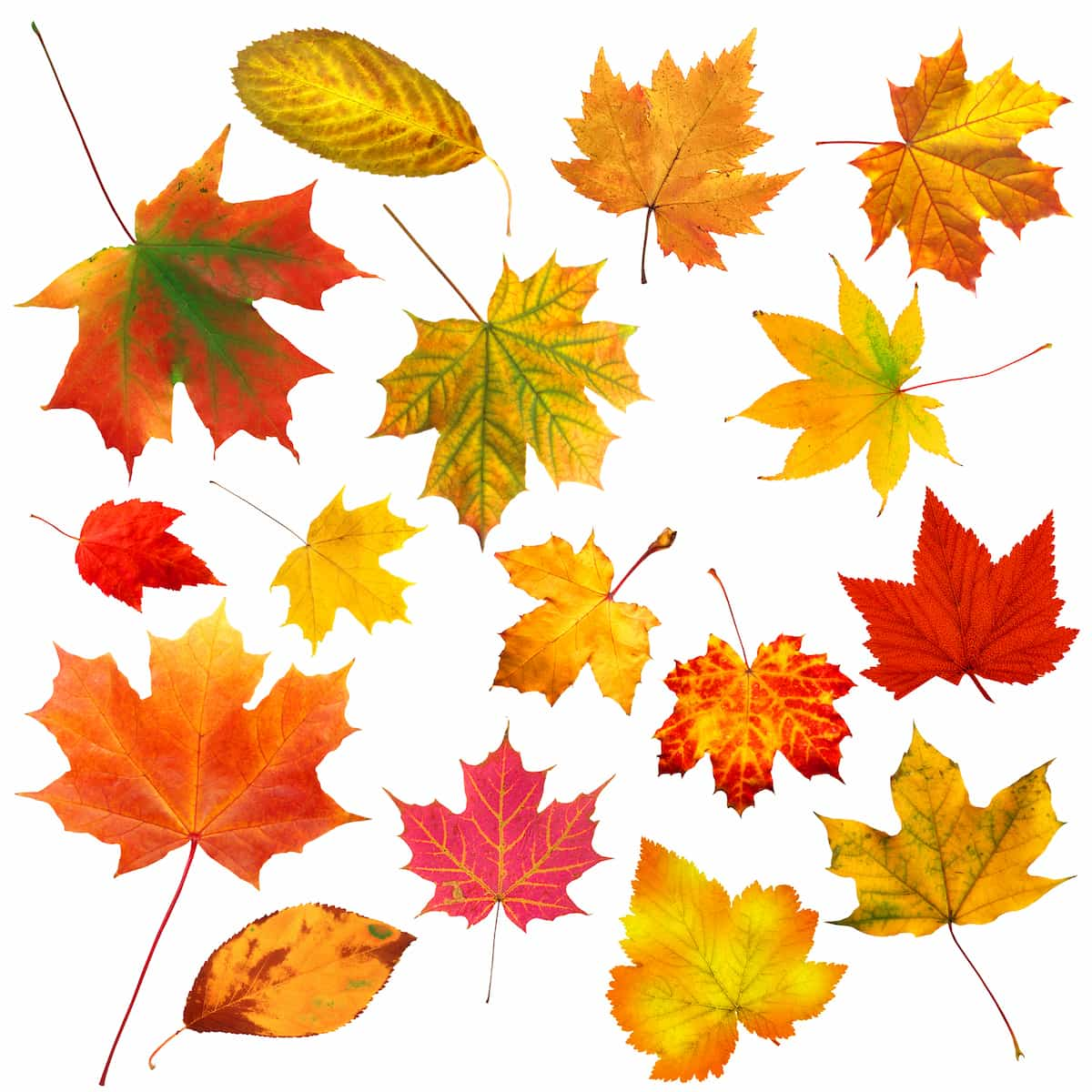 Brightly colored leaves of different shapes and sizes on a white background. 