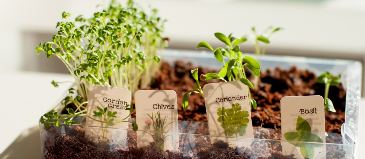 A miniature herb garden for a kids nature activity. 