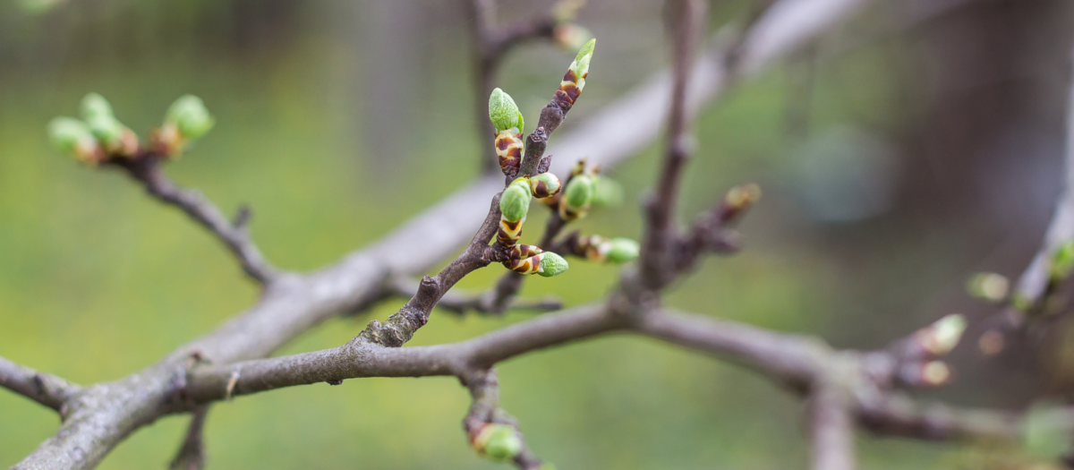 Spring buds appearing on the branch of a tree. 