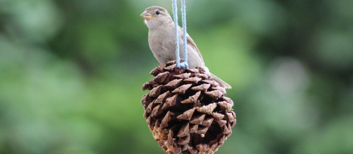 A pine cone bird feeder hanging with a little grey bird sitting on it. 