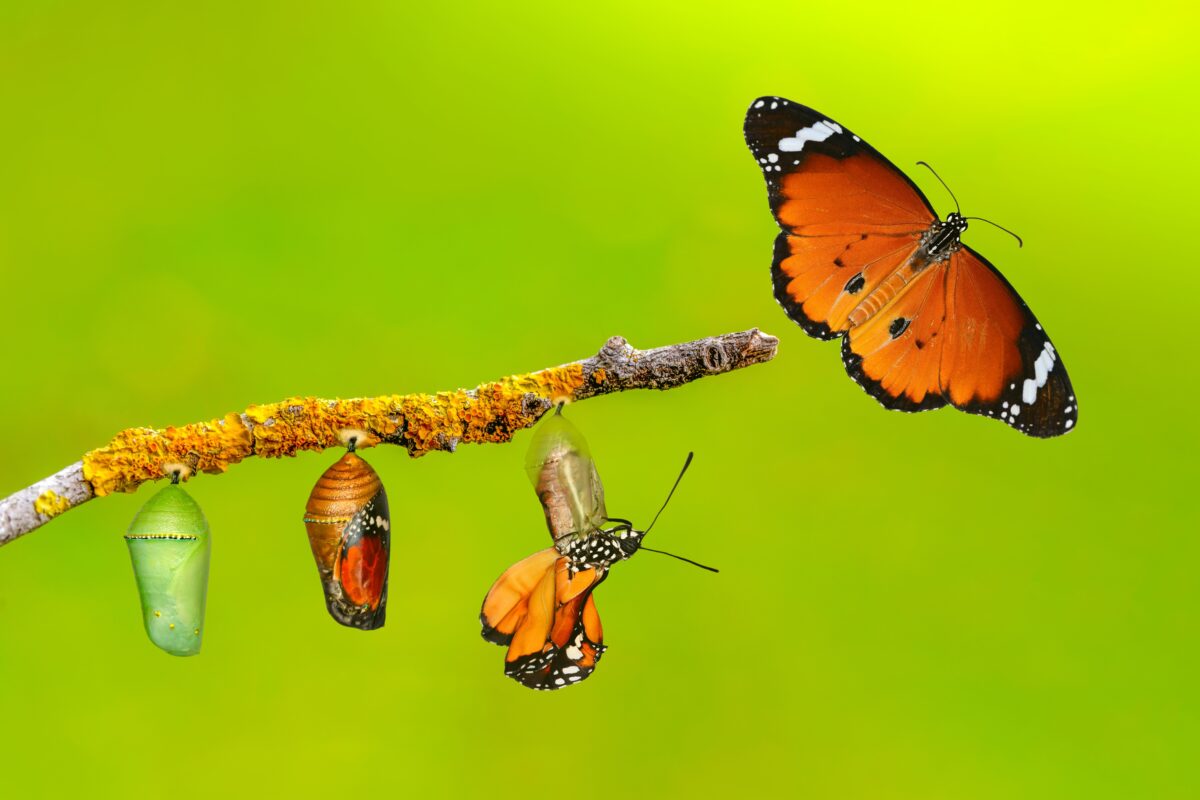 A butterfly in different stages. 