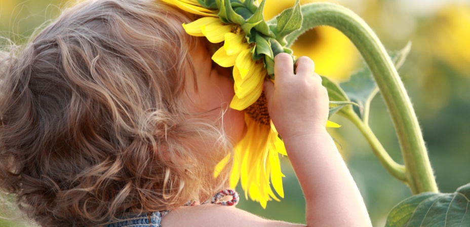 A young child smelling a large sunflower. 