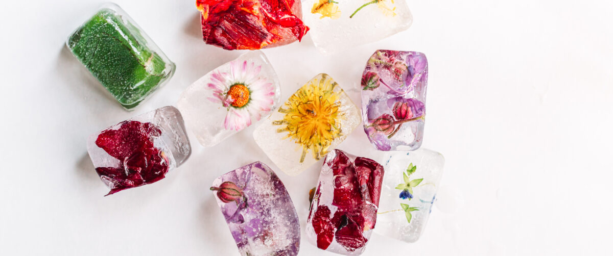 Colorful flowers frozen in ice cubes. 