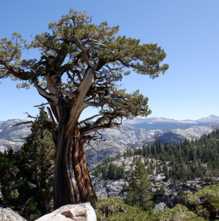 A Bristlecone Pine in California. 