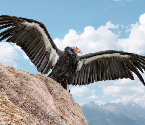 California Condor. 