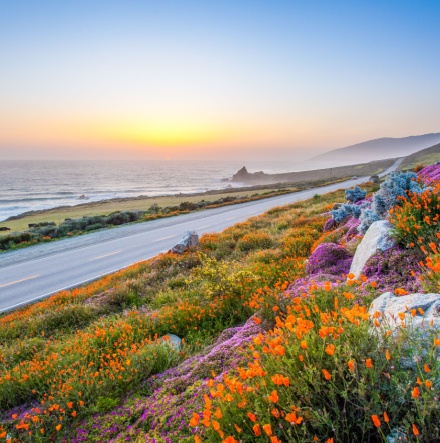 Wildflowers next to the road on the coast of California. 