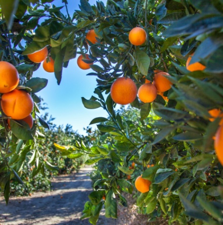 Bright colorful California oranges. 