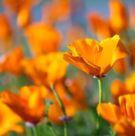 California poppy state flower. 