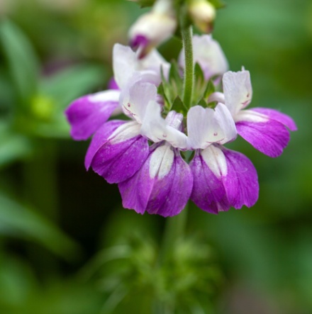 Purple Chinese Houses Flower. 