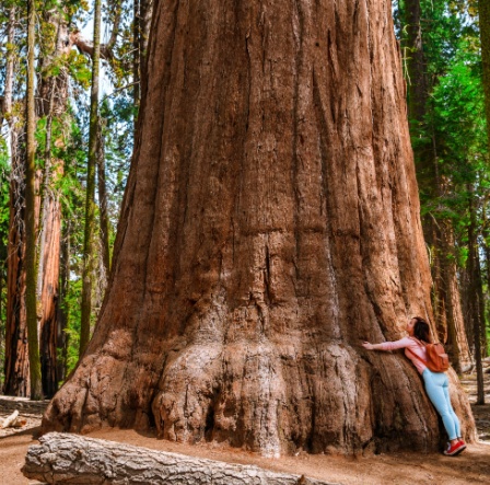 A large California redwood tree. 