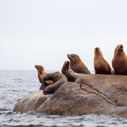 California Sea Lion. 