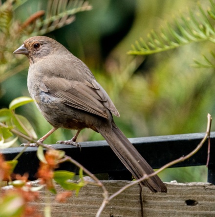 California Towhee. 