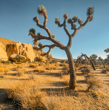 Joshua tree national park in California. 