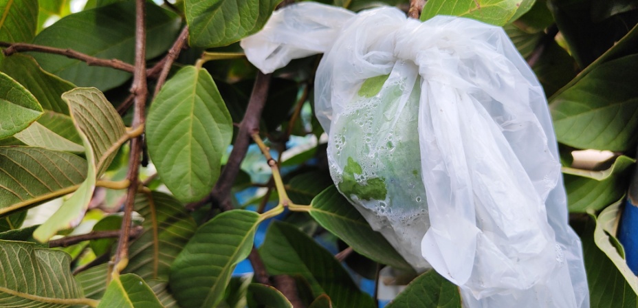 A tree with a plastic bag tied around a big leaf on the end of a branch to demonstrate plant respiration. 