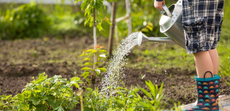 A young child watering the garden with a watering can. 