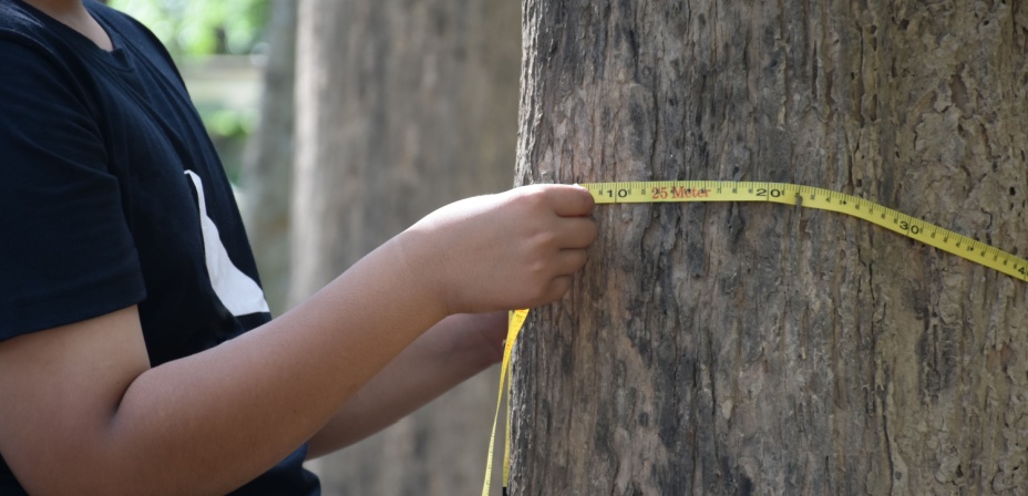 A young child wrapping a tape measure around a large tree. 