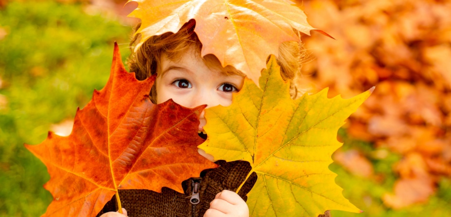 A young boy hiding in colorful fall leaves. 