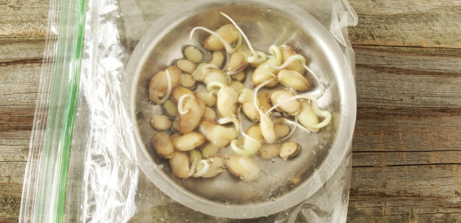 A bowl of sprouting lima beans in a plastic bag on the table. 