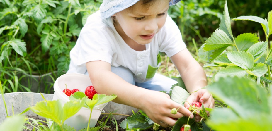 A young child picking strawberries in this fun spring activity idea. 